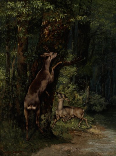 Cervo nella foresta da Gustave Courbet